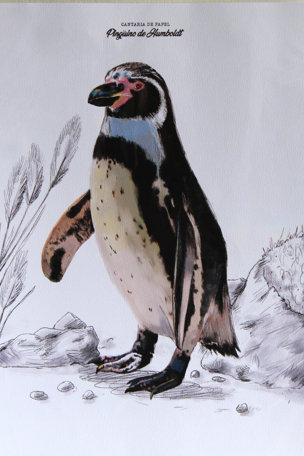 Lámina Decorativa Ilustrada A4, Fauna de Chiloé