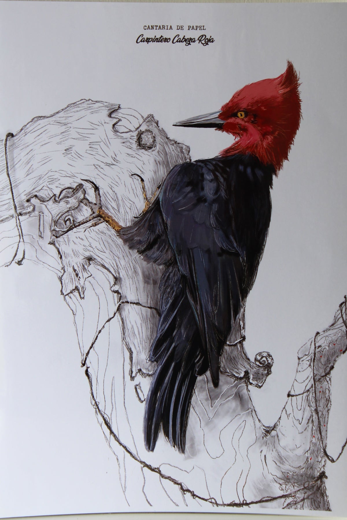 Lámina Decorativa Ilustrada A4, Fauna de Chiloé
