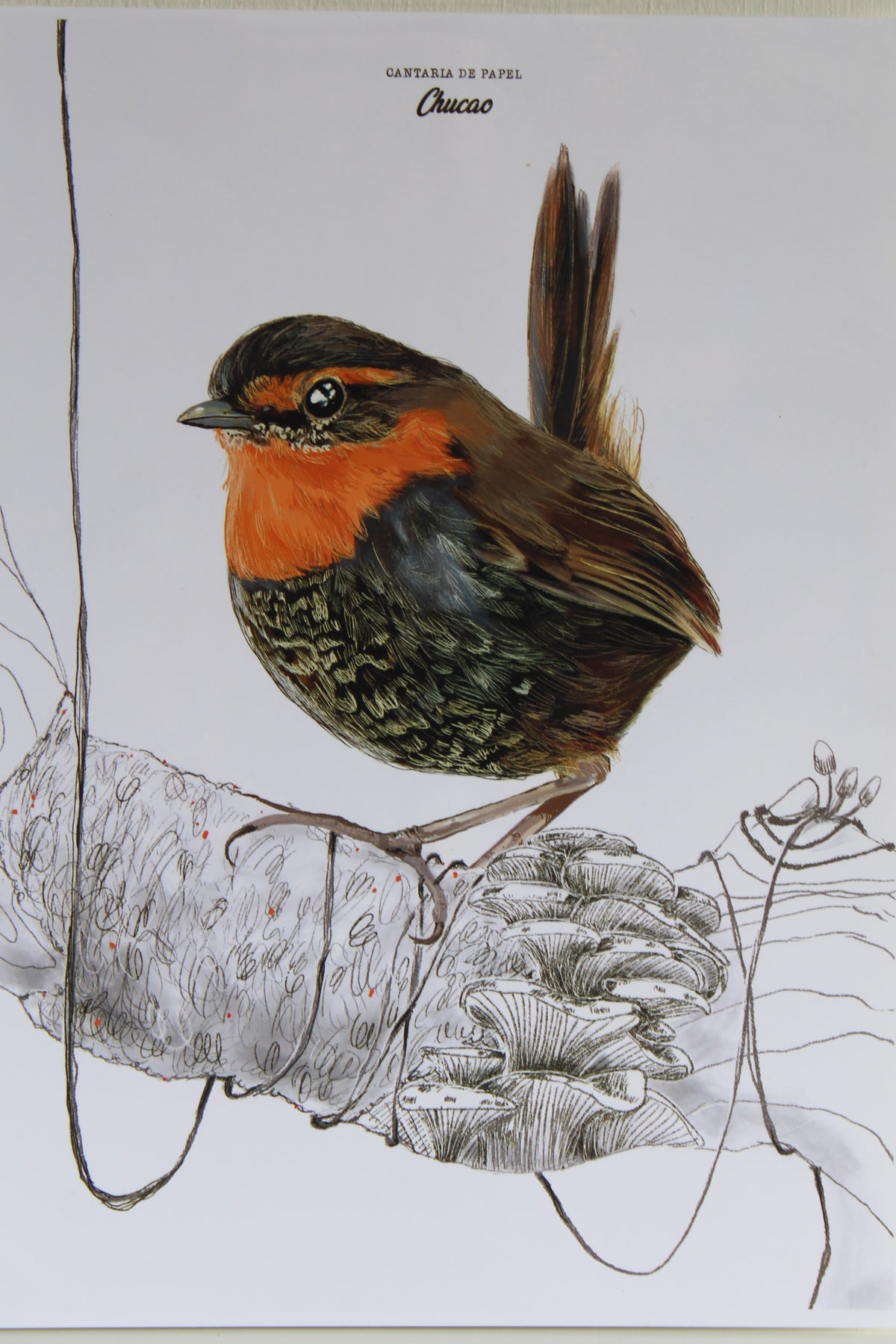 Lámina Decorativa Ilustrada A4, Fauna de Chiloé