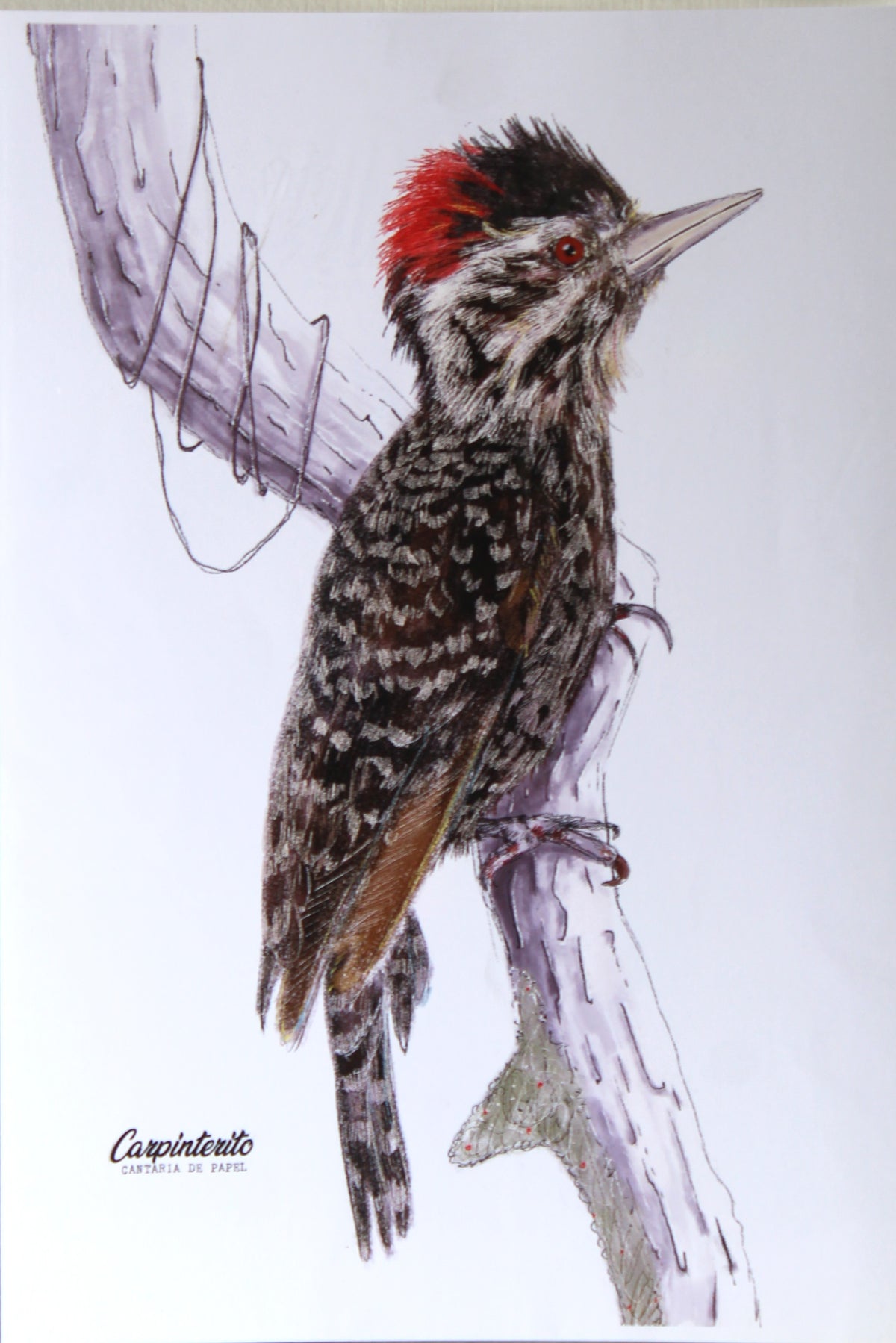 Lámina Decorativa Ilustrada A4, Fauna de Chiloé