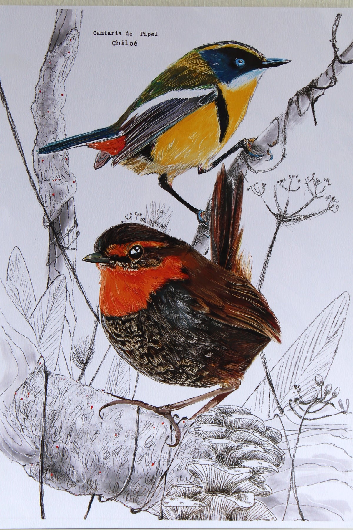 Lámina Decorativa Ilustrada A4, Fauna de Chiloé