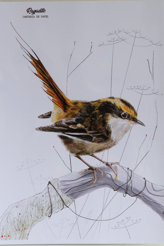 Lámina Decorativa Ilustrada A4, Fauna de Chiloé