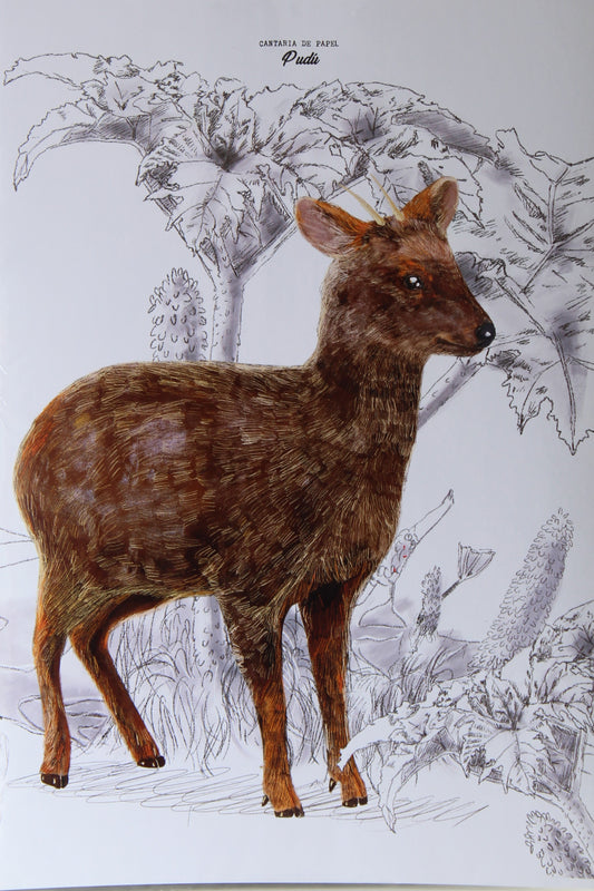 Lámina Decorativa Ilustrada A4, Fauna de Chiloé