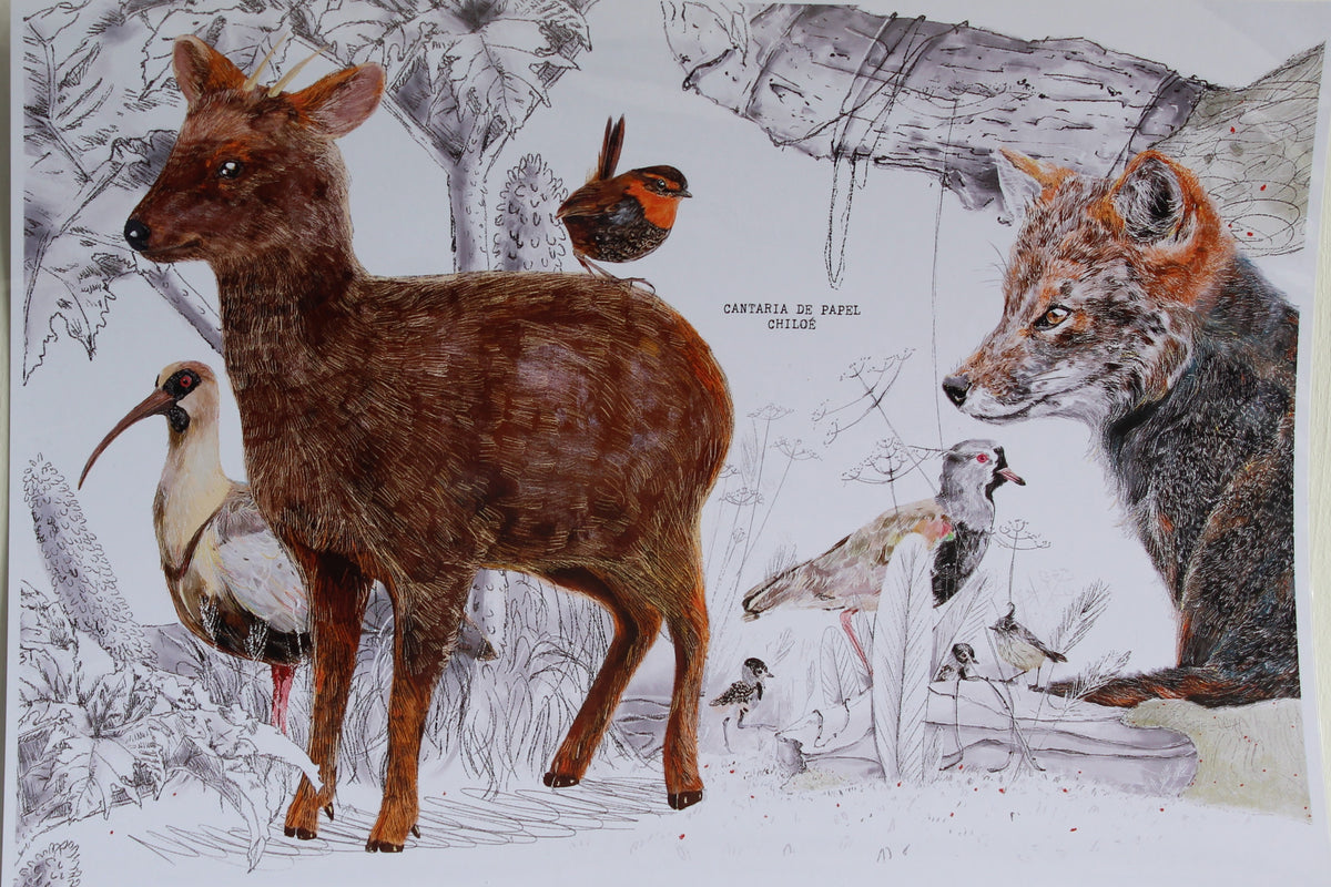 Lámina Decorativa Ilustrada A4, Fauna de Chiloé